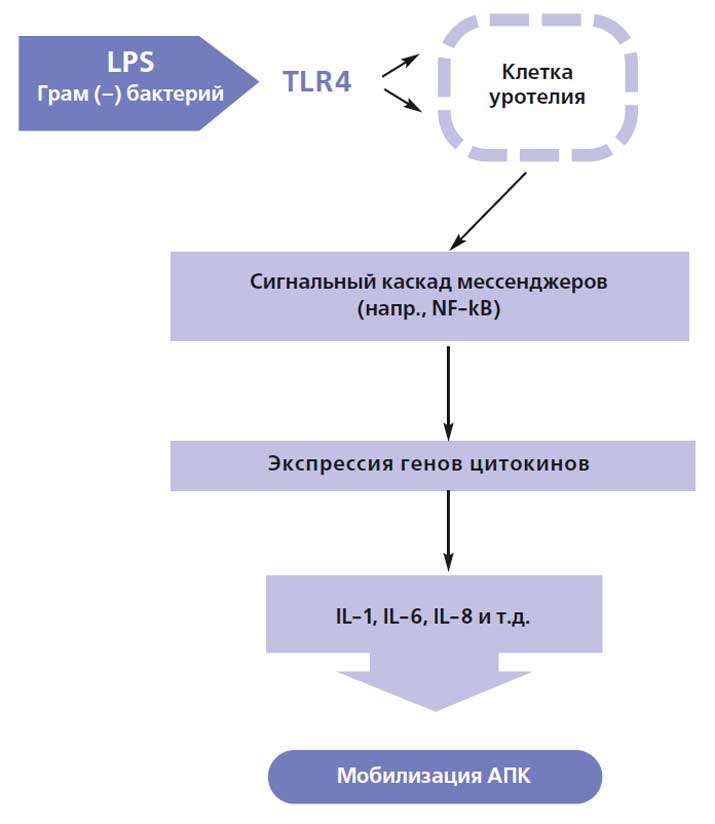 Схема иммунного ответа при активации TLR4 (MyD88 –
зависимого и независимого)
