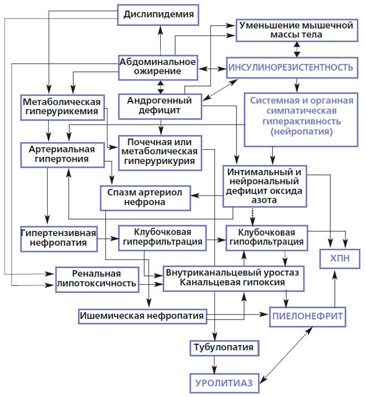 Общие патофизиологические механизмы инсулинорезистентности в патогенезе заболеваний почек.