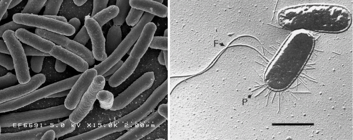  E.coli: слева – сканирующая электронная микроскопия; справа – трансмисионная электронная мироскопия, видны нитевидные фимбрии (F – пили, P – жгутики) 