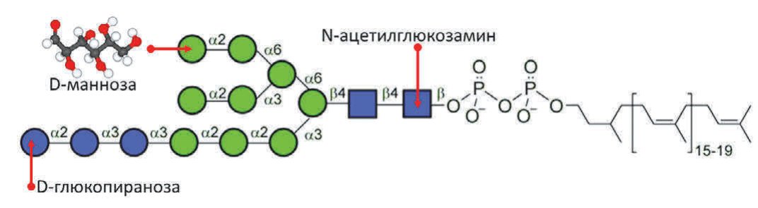 Рис. 2.Перенос олигосахаридного блока «Glc3Man9GlcNAc2» – основная реакция N-гликозилирования белков 