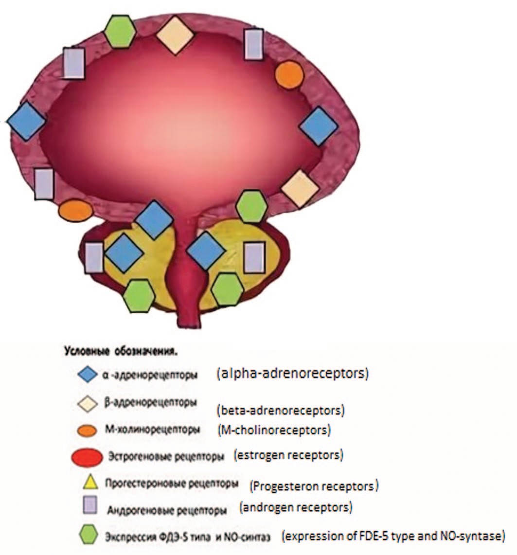 Схема распределения различных типов рецепторов в мочевом пузыре и предстательной железе