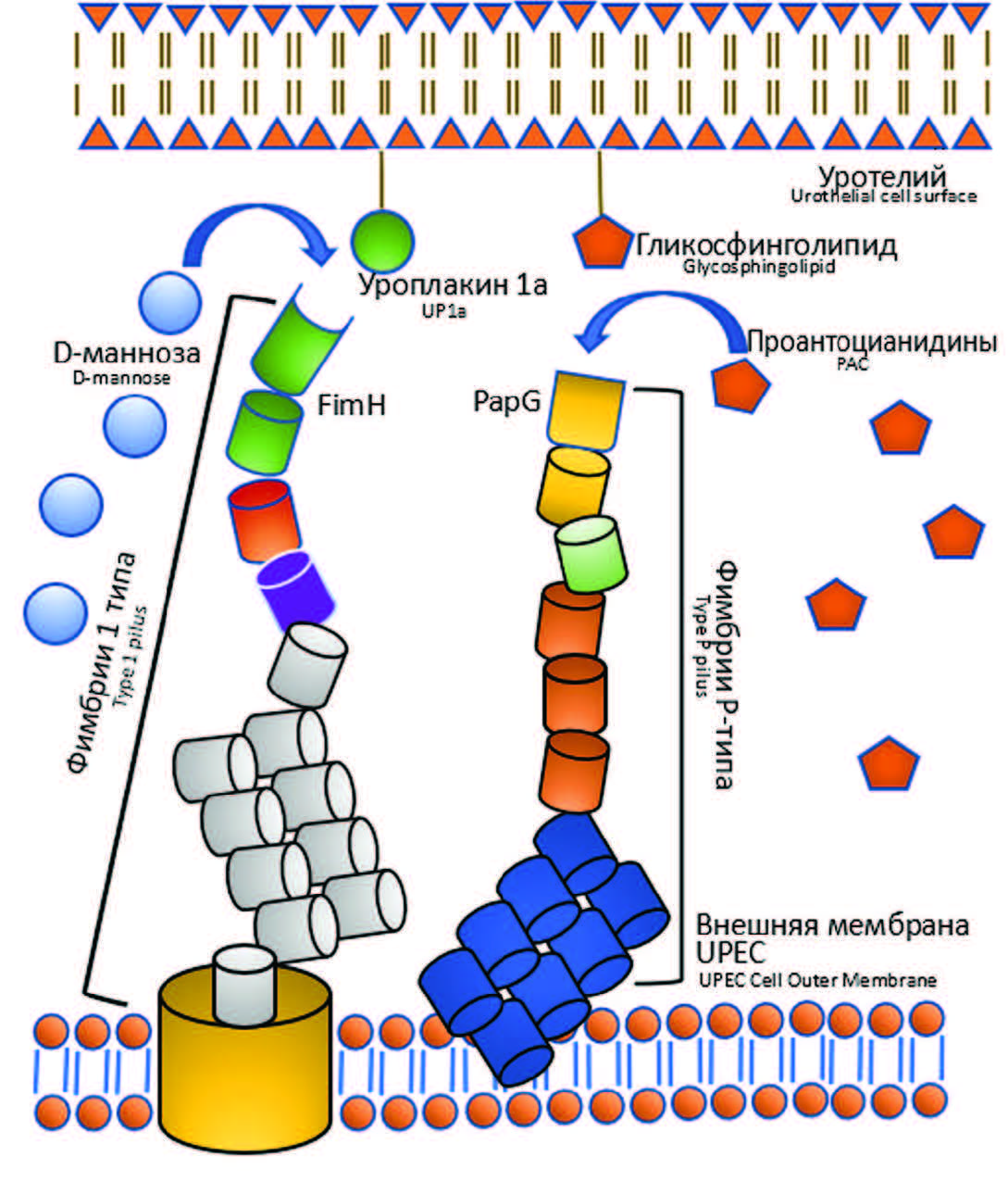 Механизм действия D-маннозы и проантоцианидино