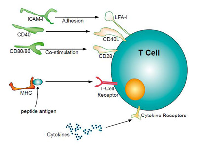 Различные сигналы, требующиеся для активации T-клеток