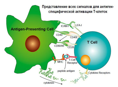 Антиген-презентирующие клетки