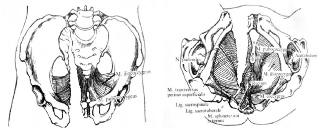 Механизм повреждения мочеполовой диафрагмы при травме костей таза (переднего полукольца) в прямой и задней проекции