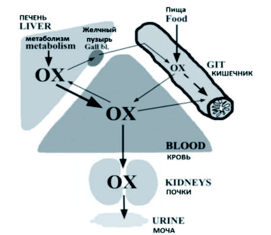 Метаболизм оксалата. Метаболизм оксалатов в организме. Роль оксалата кальция в организме. Образование оксалатов в организме. Кристаллы кальция в моче у мужчин