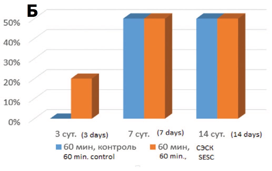  Б – влияние терапии СЭСК на долю гипертрофированных клубочков (% в препарате) в опытах с 60- минутной ишемией.