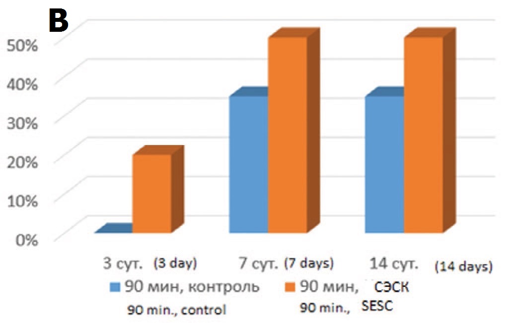 В – влияние терапии СЭСК на долю гипертрофированных клубочков (% в прпарате) в опытах с 90-минутной ишемией