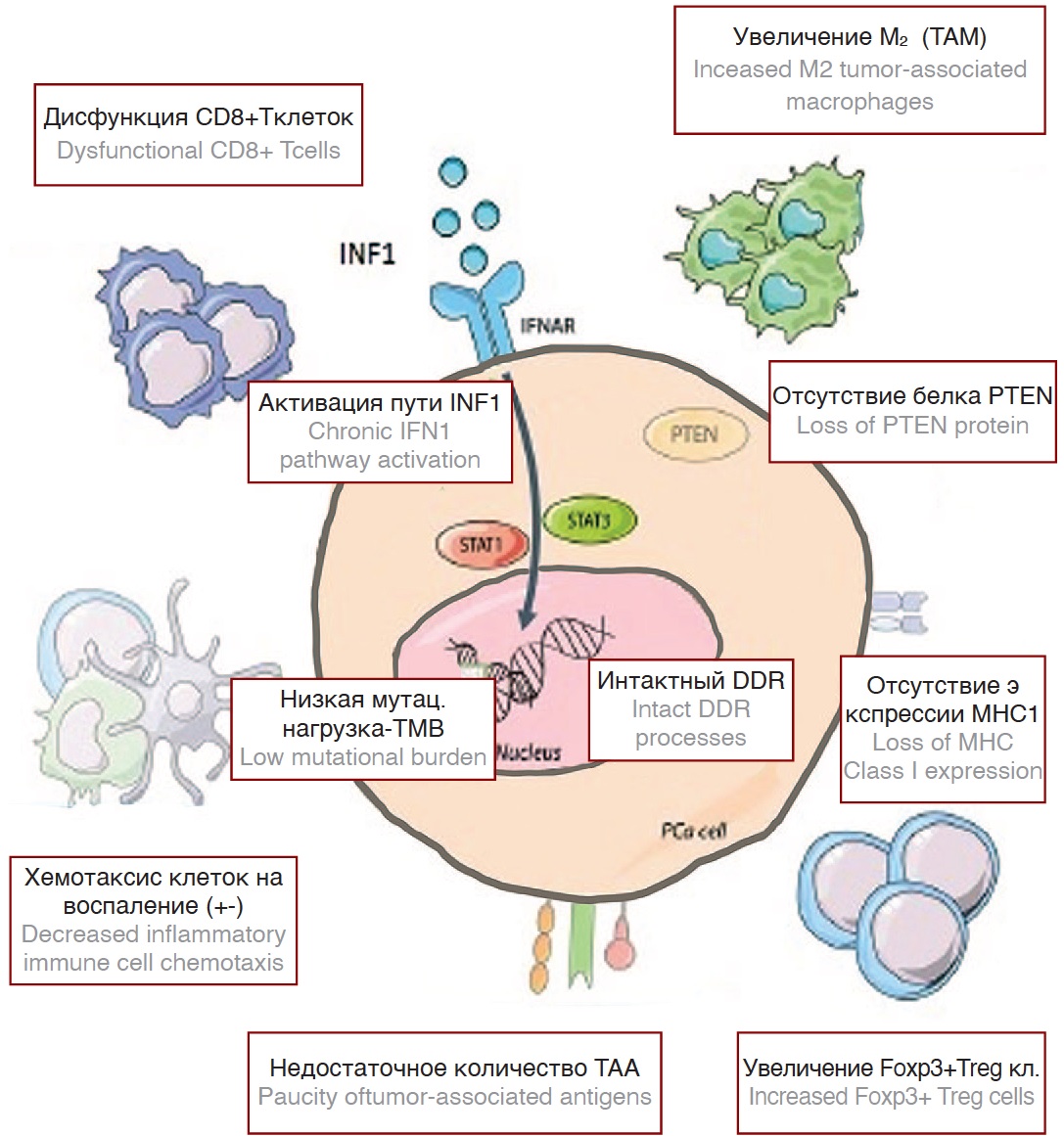 Схематическая иллюстрация различных факторов, оказывающих влияние на иммунное микроокружение РПЖ