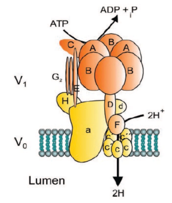  Структурная модель вакуолярной Н-АТФазы. Цитозольный домен V1 состоит из субъединиц A-H, а мембраносвязанный домен V0 состоит из субъединиц a-d с несколькими изоформами субъединицы c