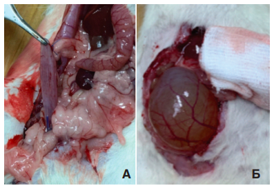 Внешний вид мочевого пузыря крысы в норме (А) и через 2 недели
после моделирования инфравезикальной обструкции (Б)