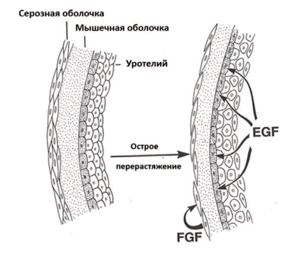 Схема влияния растяжения стенки мочевого пузыря на доступность EGF к эпителиальным клеткам [Адаптировано по 107]