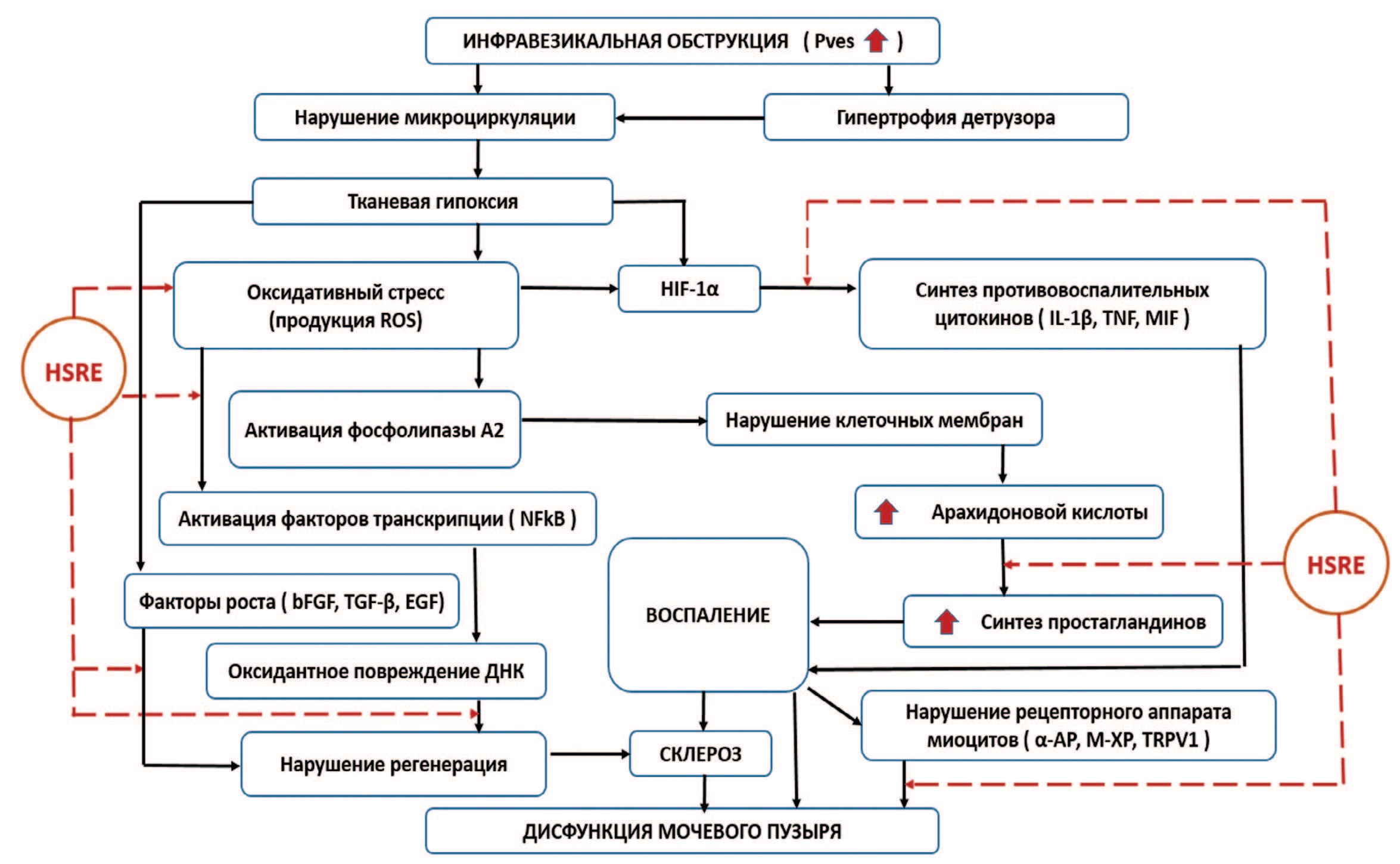 Схема возможного влияния HSRE на звенья патогенеза дисфункции мочевого пузыря при ИВО
