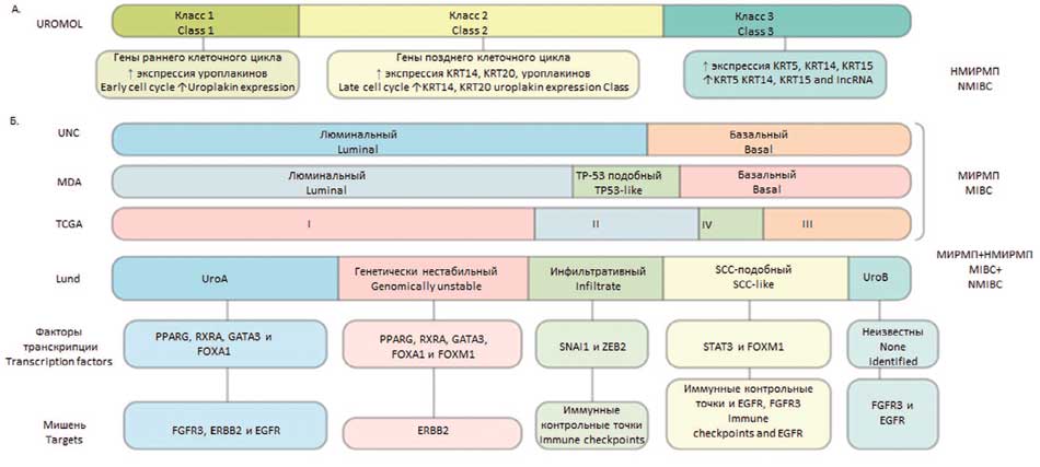 Молекулярные подтипы рака мочевого пузыря