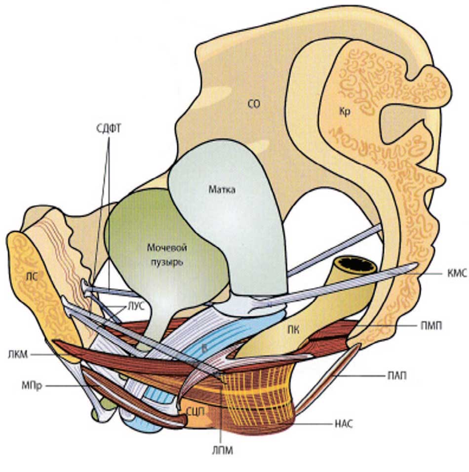 Схема мышечно-связочного аппарата малого таза